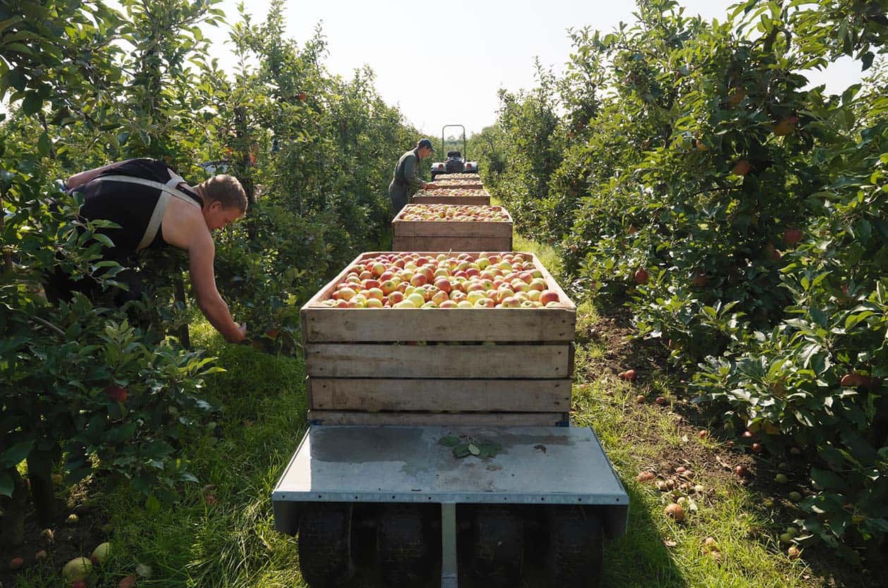 Arbeidsmigranten plukken appels